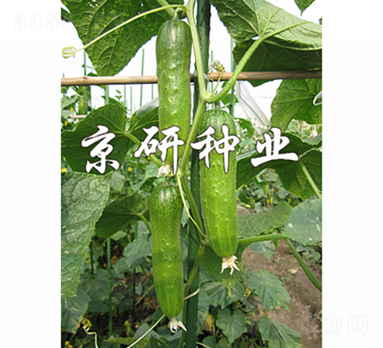 ���оG�ᭇ2̖(h��o)-�S�ϷN��-���зN�I(y��)