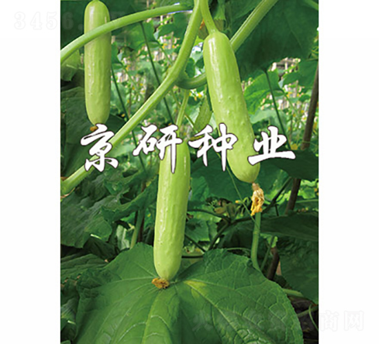 �׾��`-�S�ϷN��-���зN�I(y��)