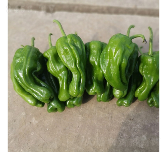 ���ᭇһ̖(h��o)-�����N��-��������