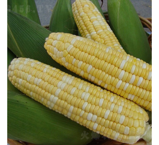 �����A����3̖(h��o)-���׷N��-��������