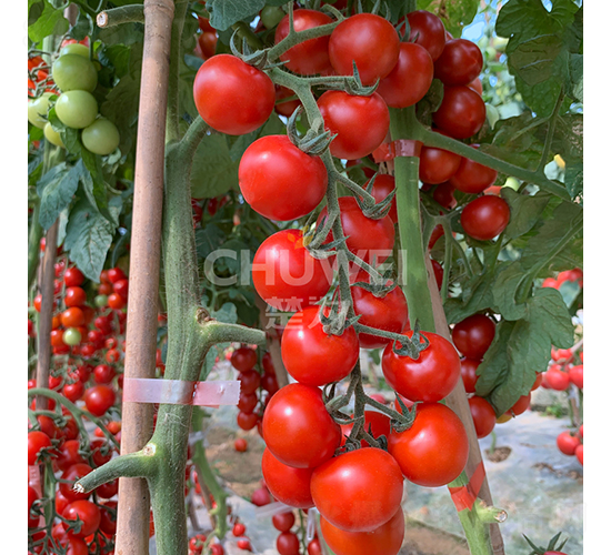 ��ؐ��(l��)-���ѷN��-��������