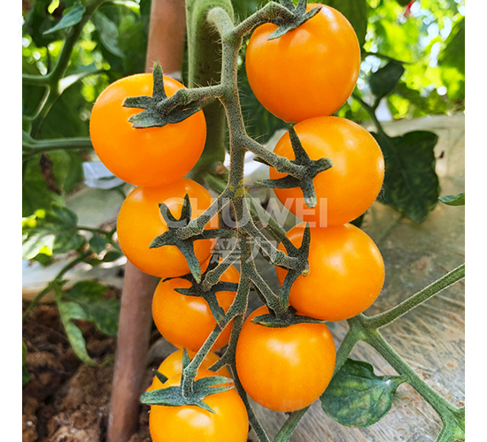 �Sؐ��-���ѷN��-��������