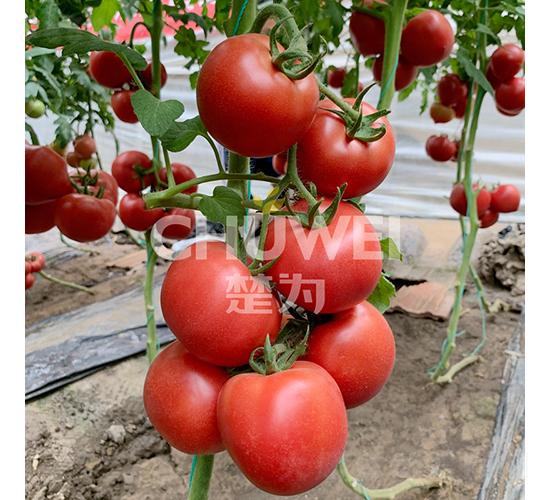 ����8S77-���ѷN��-��������