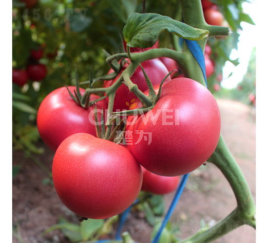 ���Z����-���ѷN��-��������