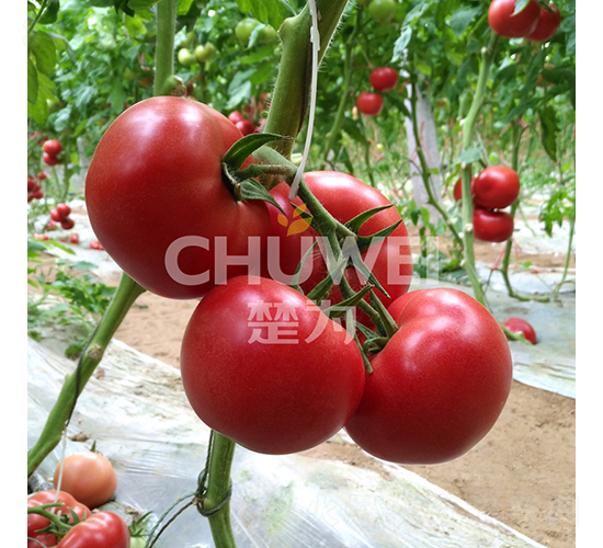 ����S350-���ѷN��-��������