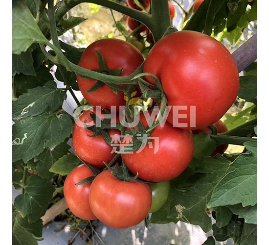 WR72-���ѷN��-��������