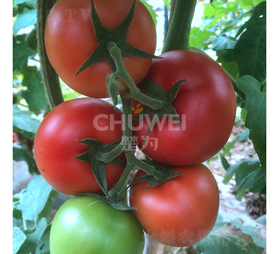 9PR56-���ѷN��-��������