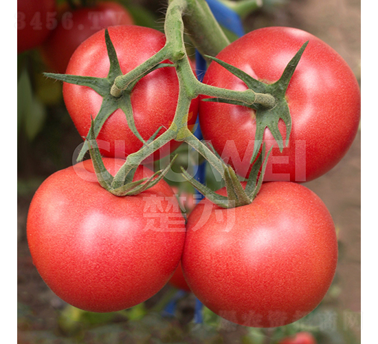 ϲ��(l��i)��(l��)-���ѷN��-��������