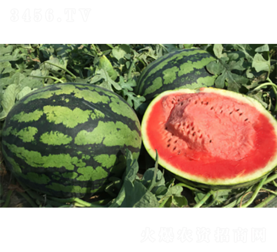 ����3̖(h��o)-���ϷN��-�����N�I(y��)