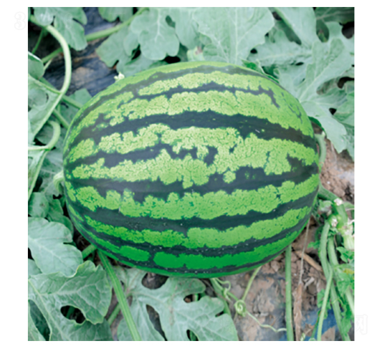 ��ԽAK-���ϷN��-�����N�I(y��)