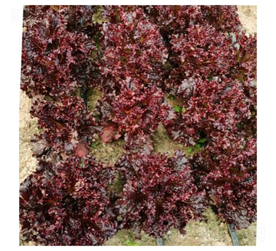 ������ȹ-���˷N��-�����N�I(y��)