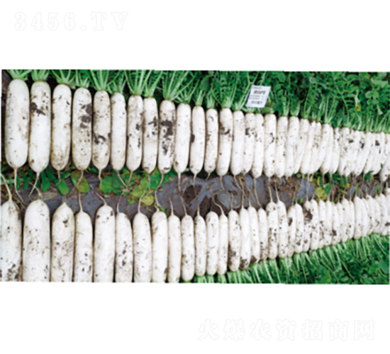 ����2̖(h��o)-�}���N��-�����N�I(y��)