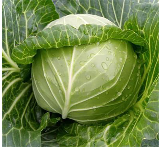 �M�@��ɫ-���{�N��-�����N�I(y��)