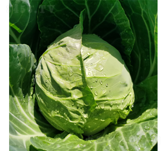 ��ϲ501-���{(l��n)�N��-�����N�I(y��)