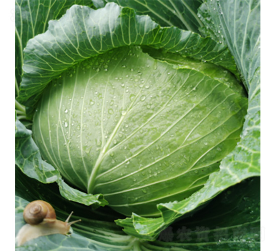 �����GҰ-���{(l��n)�N��-�����N�I(y��)