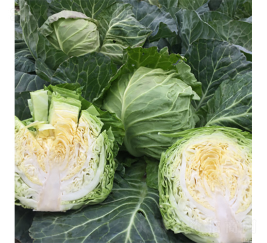 �����G���-���{�N��-�����N�I(y��)