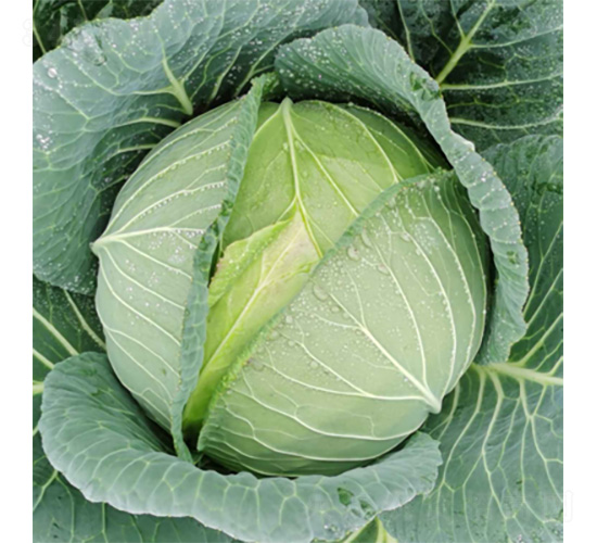 ��������-���{(l��n)�N��-�����N�I(y��)