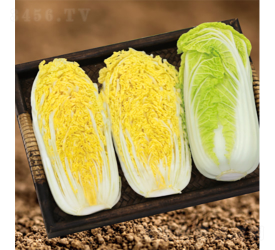 ����������-���޲˷N��-�����N�I(y��)