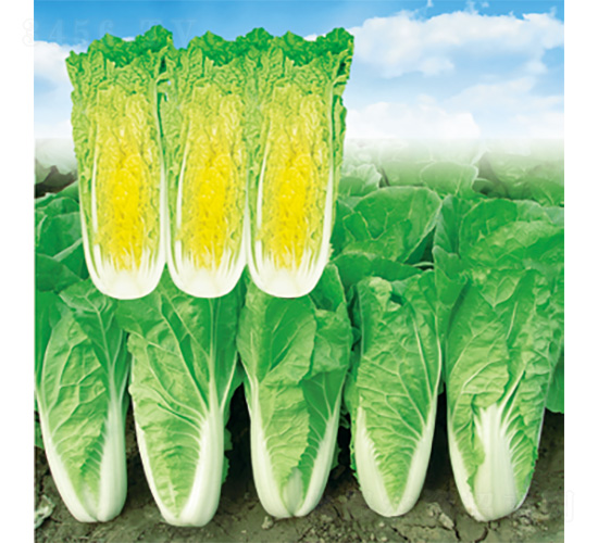 �n�����h-��˷N��-�����N�I(y��)