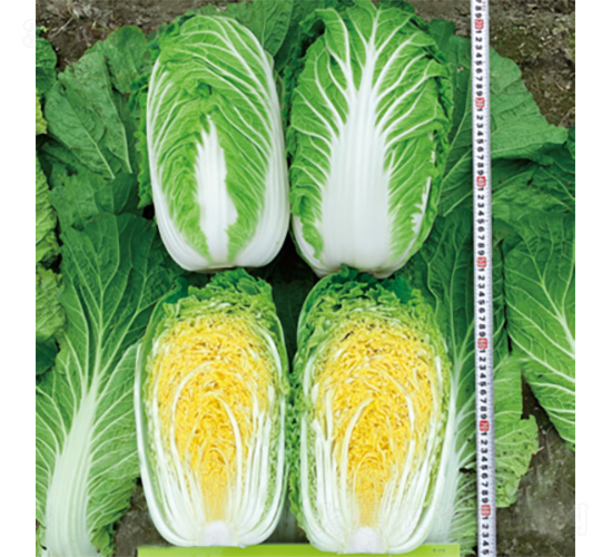 ��������-�ײ˷N��-�����N�I(y��)