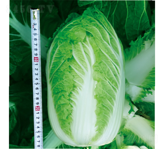 ����ʢ����-�ײ˷N��-�����N�I(y��)