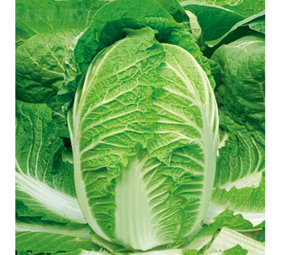 ����ɺɺ-�ײ˷N��-�����N�I(y��)