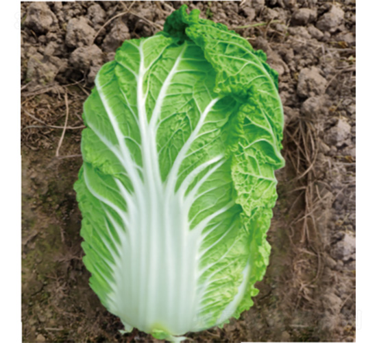 �������\(y��n)��-�ײ˷N��-�����N�I(y��)