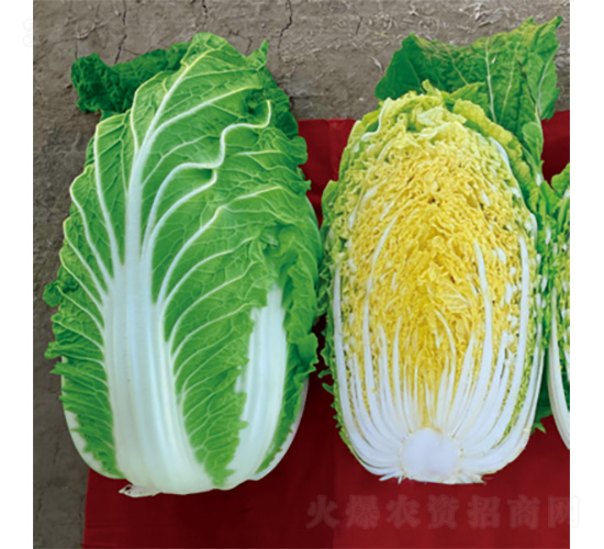 �����쌢-�ײ˷N��-�����N�I(y��)