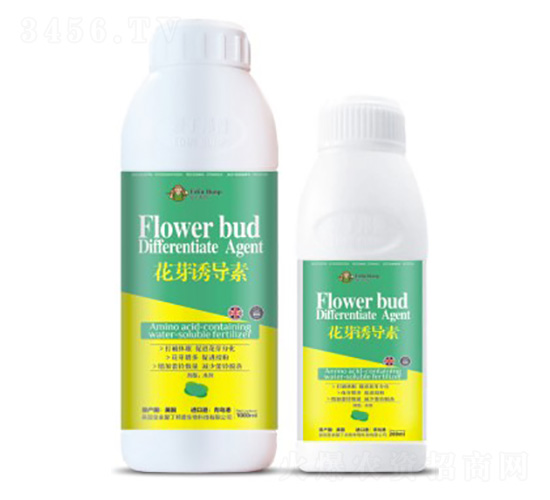 ��ѿ�T����-�۶�����