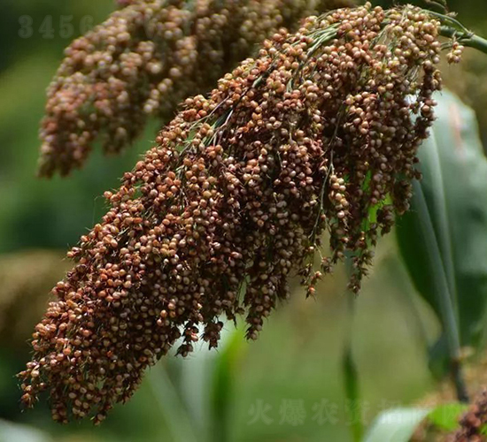 �t���S1̖-�����N��-���r(n��ng)�Ƽ�