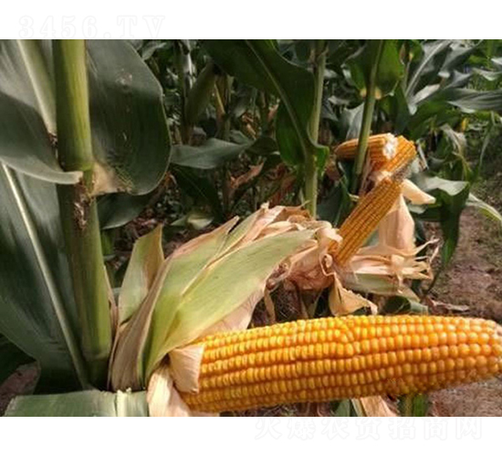 Q��518-���׷N��-���r(n��ng)�Ƽ�