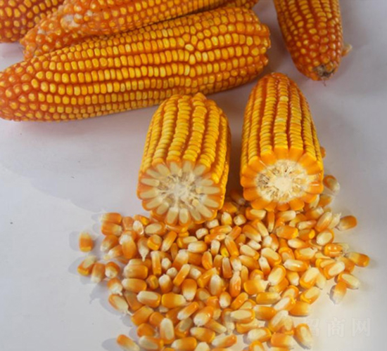 ������4̖(h��o)-���׷N��-���r(n��ng)�Ƽ�