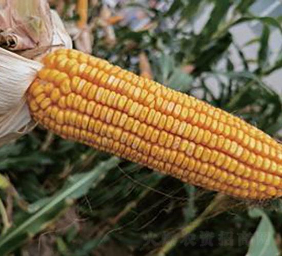 ������806-���׷N��-���r(n��ng)�Ƽ�