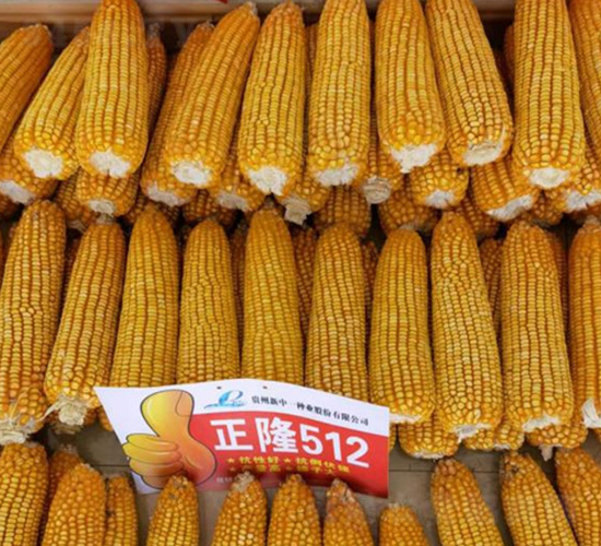 ��¡512-���׷N��-���r(n��ng)�Ƽ�