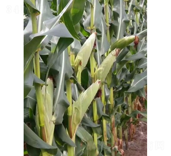 ������801-���׷N��-���r�Ƽ�