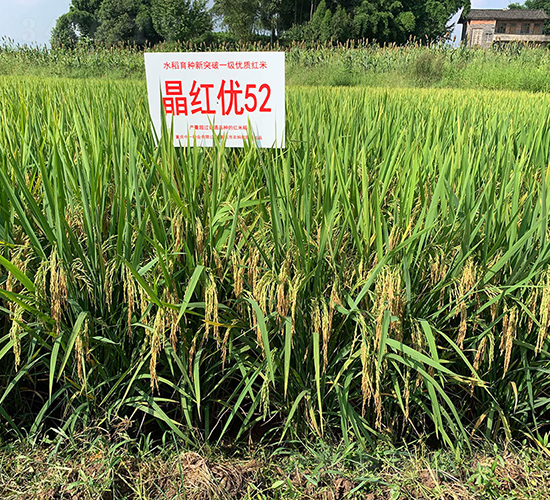 ���t��(y��u)52��һ�Ș�(bi��o)��(zh��n)����-ˮ���N��-���r(n��ng)�Ƽ�