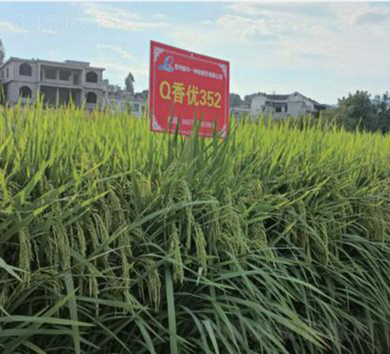 Q�マ(y��u)352-ˮ���N��-���r(n��ng)�Ƽ�