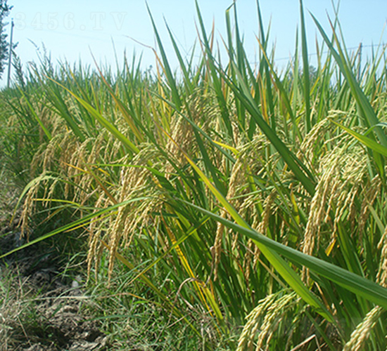 �׃�(y��u)5431���߮a(ch��n)��������(y��u)�|(zh��)Ʒ�N��-ˮ���N��-���r(n��ng)�Ƽ�