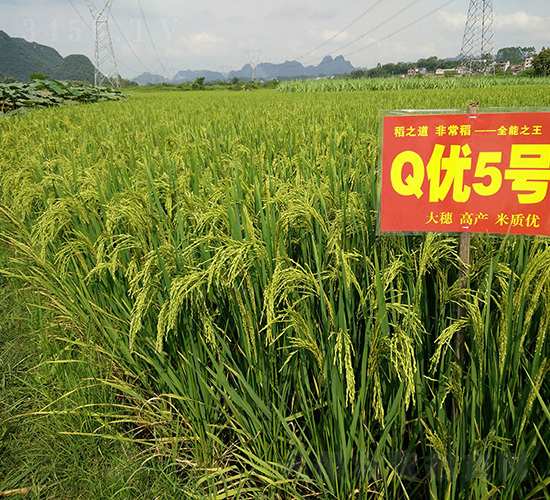 Q��(y��u)5̖��ȫ�ܵ���-ˮ���N��-���r�Ƽ�