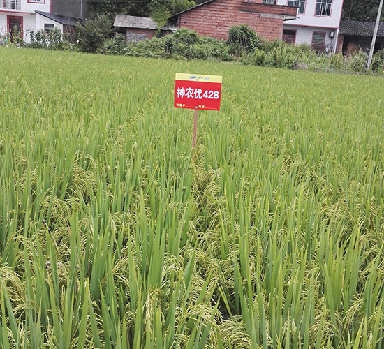 ���r(n��ng)��(y��u)428-ˮ���N��-���r(n��ng)�Ƽ�