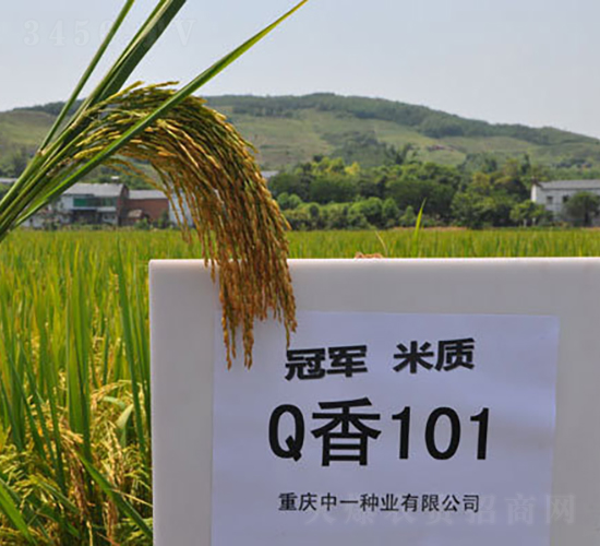 Q��101-ˮ���N��-���r(n��ng)�Ƽ�