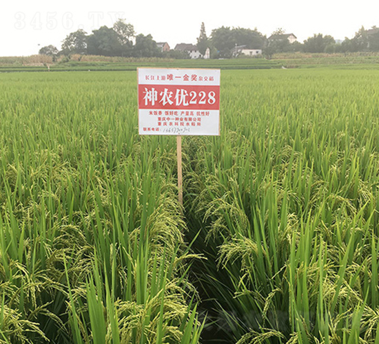 ���r(n��ng)��(y��u)228�����ҽ𪄵���-ˮ���N��-���r(n��ng)�Ƽ�