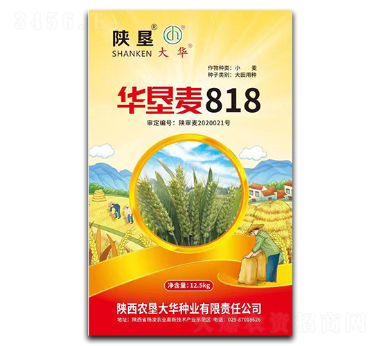 �A����818-С���N��-ꃉ����A