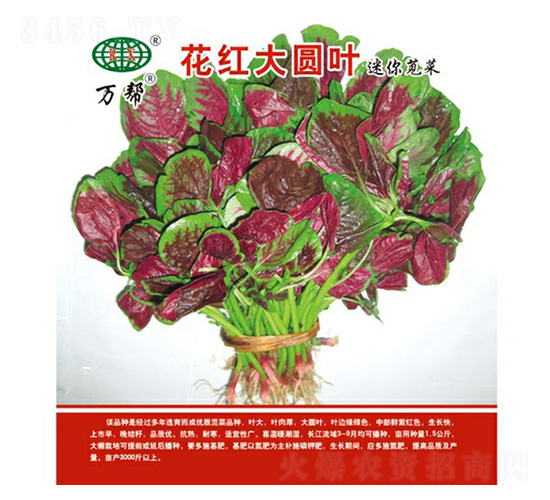 ���t��A�~�{�˷N��-�f��N�I(y��)