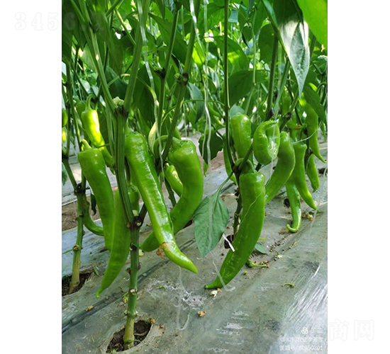 ѩ����-�����N��-�͝��r(n��ng)�I(y��)