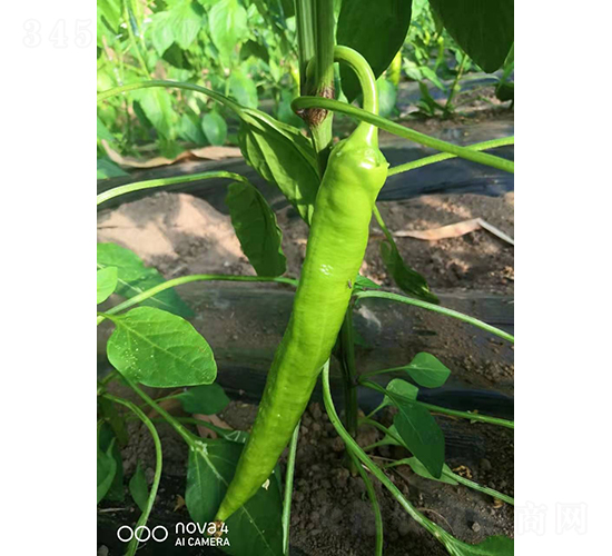 �����504-�����N��-�͝�(r��n)�r(n��ng)�I(y��)