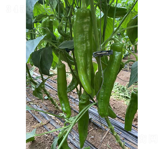 �����521-�����N��-�͝�(r��n)�r(n��ng)�I(y��)