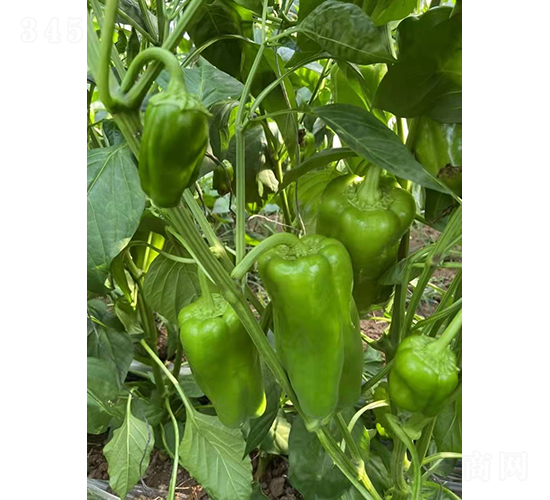 �躮-�����N��-�͝��r�I(y��)