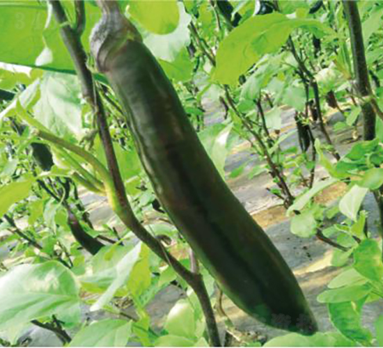 ����һ̖(h��o)-���ӷN��-�͝�(r��n)�r(n��ng)�I(y��)