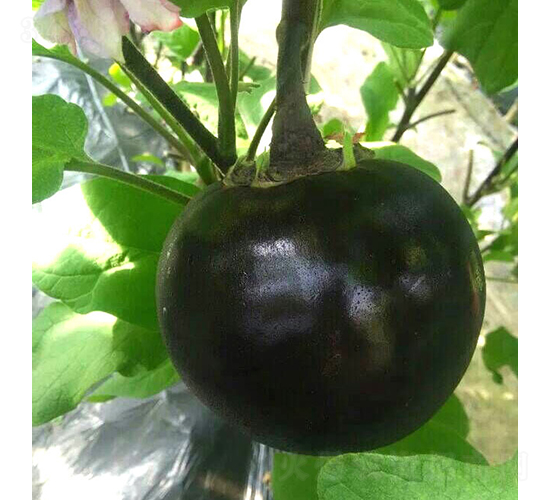 �͝��A��һ̖-���ӷN��-�͝��r(n��ng)�I(y��)